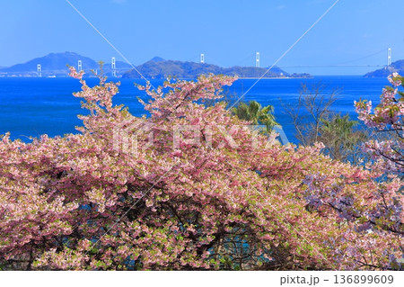 【愛媛県】快晴の来島海峡大橋と満開の河津桜(大角海浜公園) 【愛媛県】快晴の来島海峡大橋と満開の河津桜(大角海浜公園) 136899609