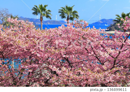 【愛媛県】快晴の来島海峡大橋と満開の河津桜(大角海浜公園) 【愛媛県】快晴の来島海峡大橋と満開の河津桜(大角海浜公園) 136899611