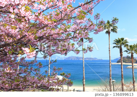 【愛媛県】快晴の来島海峡大橋と満開の河津桜(大角海浜公園) 【愛媛県】快晴の来島海峡大橋と満開の河津桜(大角海浜公園) 136899613