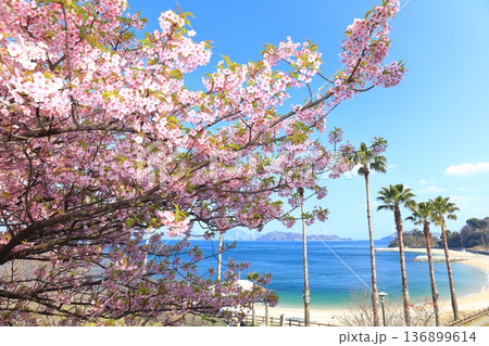 【愛媛県】快晴の来島海峡大橋と満開の河津桜(大角海浜公園) 【愛媛県】快晴の来島海峡大橋と満開の河津桜(大角海浜公園) 136899614