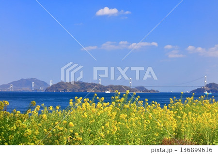 【愛媛県】快晴の来島海峡大橋と菜の花（大角海浜公園） 136899616