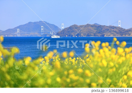 【愛媛県】快晴の来島海峡大橋と菜の花(大角海浜公園) 【愛媛県】快晴の来島海峡大橋と菜の花(大角海浜公園) 136899618