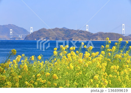 【愛媛県】快晴の来島海峡大橋と菜の花(大角海浜公園) 【愛媛県】快晴の来島海峡大橋と菜の花(大角海浜公園) 136899619
