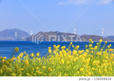 【愛媛県】快晴の来島海峡大橋と菜の花(大角海浜公園) 【愛媛県】快晴の来島海峡大橋と菜の花(大角海浜公園) 136899620