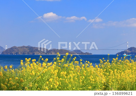 【愛媛県】快晴の来島海峡大橋と菜の花(大角海浜公園) 【愛媛県】快晴の来島海峡大橋と菜の花(大角海浜公園) 136899621
