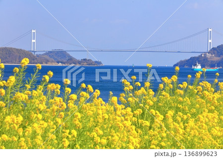 【愛媛県】快晴の来島海峡大橋と菜の花(大角海浜公園) 【愛媛県】快晴の来島海峡大橋と菜の花(大角海浜公園) 136899623