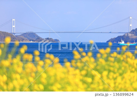 【愛媛県】快晴の来島海峡大橋と菜の花（大角海浜公園） 136899624