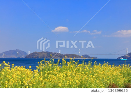 【愛媛県】快晴の来島海峡大橋と菜の花（大角海浜公園） 136899626