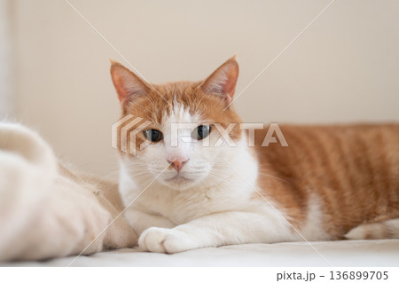 寝転んでくつろぐ猫　茶トラ白 136899705