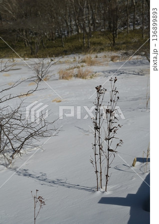 雪野原に立つ枯草 136899893