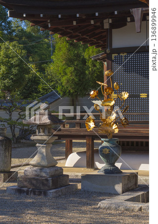京都市街の散策 京都市街の散策 136899946