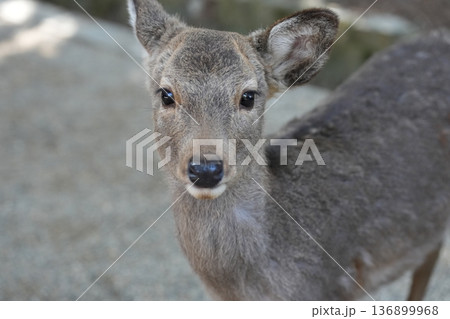 奈良公園 鹿 奈良公園 鹿 136899968