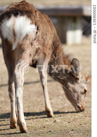 奈良公園 鹿 奈良公園 鹿 136900083