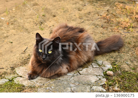 Domestic fluffy cat on the street Domestic fluffy cat on the street 136900175