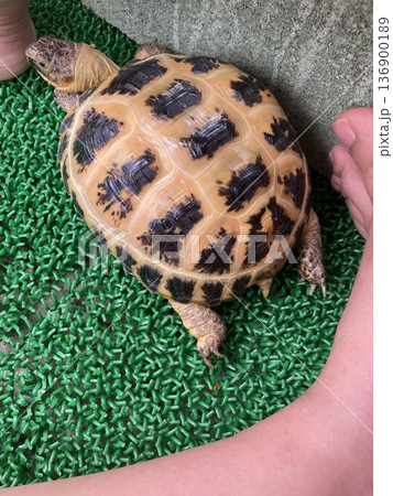 日光浴をするロシアリクガメ 日光浴をするロシアリクガメ 136900189