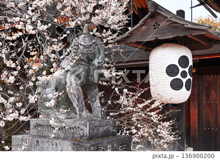 早春の京都「北野天満宮」梅苑 狛犬と枝垂れ梅 早春の京都「北野天満宮」梅苑 狛犬と枝垂れ梅 136900200