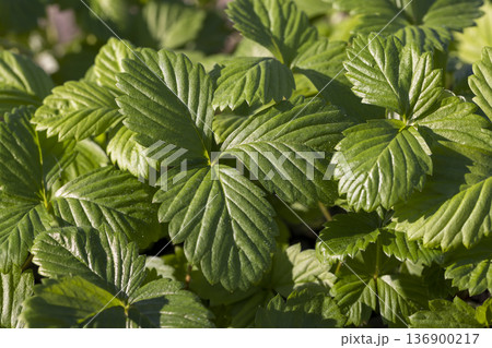 strawberry with green leaves before planting in the field, a large number of sweet strawberry sprouts growing together in sunny, warm weather 136900217