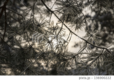 pines in winter with frozen needles and paws completely covered with snow, part of the trees against the sky after snowfalls and frosts with great cold and frost pines in winter with frozen needles and paws completely covered with snow, part of the trees against the sky after snowfalls and frosts with great cold and frost 136900222