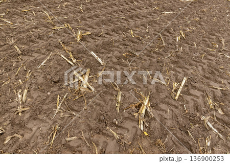 a corn field in cloudy cold autumn weather during harvest, an agricultural field with a ripe corn crop that is harvested , the soil and pieces of corn are left a corn field in cloudy cold autumn weather during harvest, an agricultural field with a ripe corn crop that is harvested , the soil and pieces of corn are left 136900253