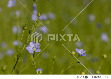 fragrant small flax flowers in the field in the summer of the year in sunny weather, flax during flowering is covered with small, few flowers, a plant for obtaining materials for industry fragrant small flax flowers in the field in the summer of the year in sunny weather, flax during flowering is covered with small, few flowers, a plant for obtaining materials for industry 136900255