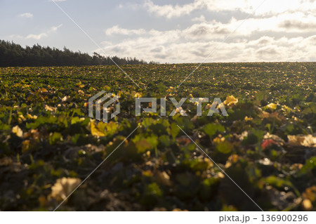 agricultural field in sunny weather, the leaves of the plant are illuminated by sunlight in the autumn season, cloudy weather with clouds and sunlight at the end of the autumn season agricultural field in sunny weather, the leaves of the plant are illuminated by sunlight in the autumn season, cloudy weather with clouds and sunlight at the end of the autumn season 136900296
