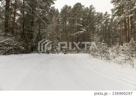car ruts in the white snow in the cold winter season, trees grow on the side of the road in a mixed forest with pines 136900297