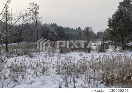 territory of the swamp and forest covered with snow and snowdrifts, beautiful nature after a snowfall with snowdrifts and deciduous and coniferous trees 136900298