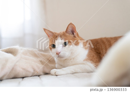 寝転んでくつろぐ猫 茶トラ白 寝転んでくつろぐ猫 茶トラ白 136900333