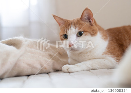 寝転んでくつろぐ猫　茶トラ白 136900334