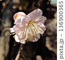 梅の花 136900365