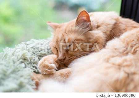 窓辺で眠る猫　茶トラ猫 136900396