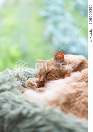 窓辺で眠る猫　茶トラ猫 136900399