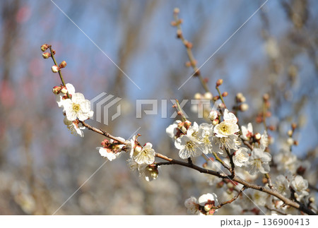 青空に咲く白梅の花とつぼみ  横構図 136900413