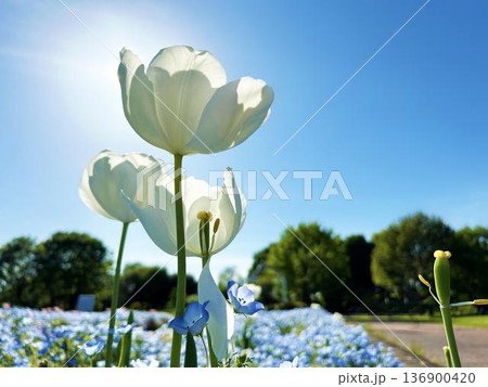 公園の花壇に咲く白色のチューリップと青空 136900420