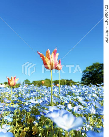 チューリップとネモフィラと青空 136900422
