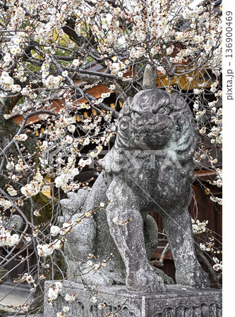 京都「北野天満宮」満開の白梅と狛犬 京都「北野天満宮」満開の白梅と狛犬 136900469