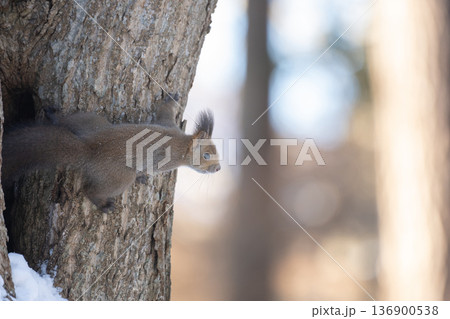 エゾリス　春 136900538