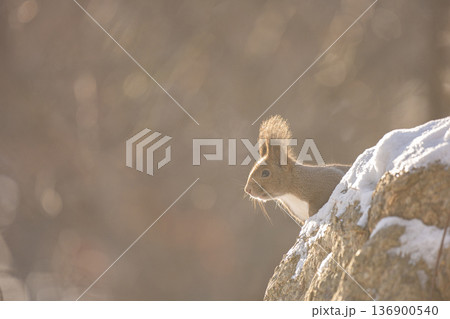 光りに包まれてるエゾリス 光りに包まれてるエゾリス 136900540