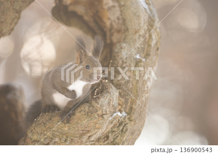 キラキラ　エゾリス 136900543