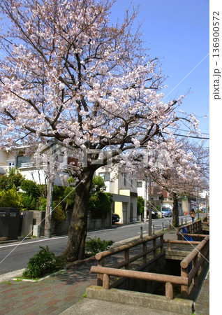 洗足流れの桜並木 136900572