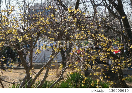 梅の花と蠟梅は足立梅園 梅の花と蠟梅は足立梅園 136900610
