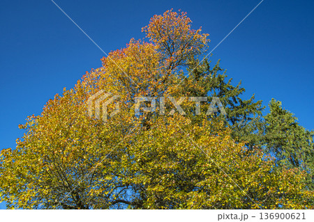 スロベニアの首都での散策 スロベニアの首都での散策 136900621