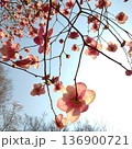 木蓮 136900721