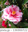 椿 136900722