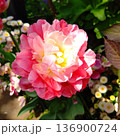 チューリップ 136900724