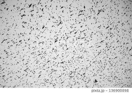 Black silhouettes of flying birds. Crows fly against the grey sky. 136900898