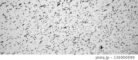 Black silhouettes of flying birds. Crows fly against the grey sky. 136900899