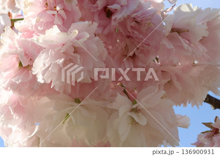 見上げる満開の八重桜 見上げる満開の八重桜 136900931