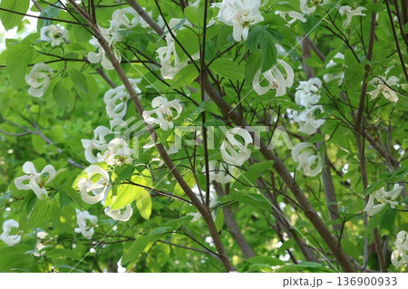 新緑の葉に包まれた木 136900933