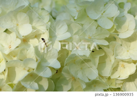 白いオオデマリ 136900935